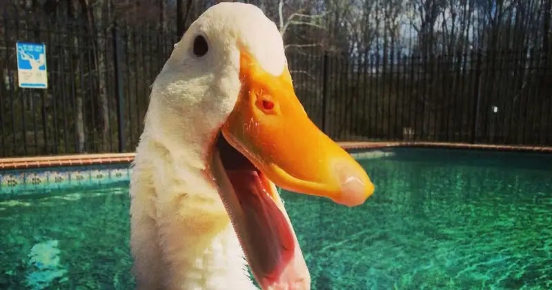 Gọi hồn cảm xúc với meme con vịt hét cực gắt