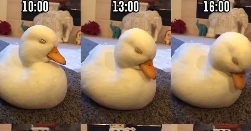 Vịt cũng cần ngủ ngon trong meme vịt ngủ
