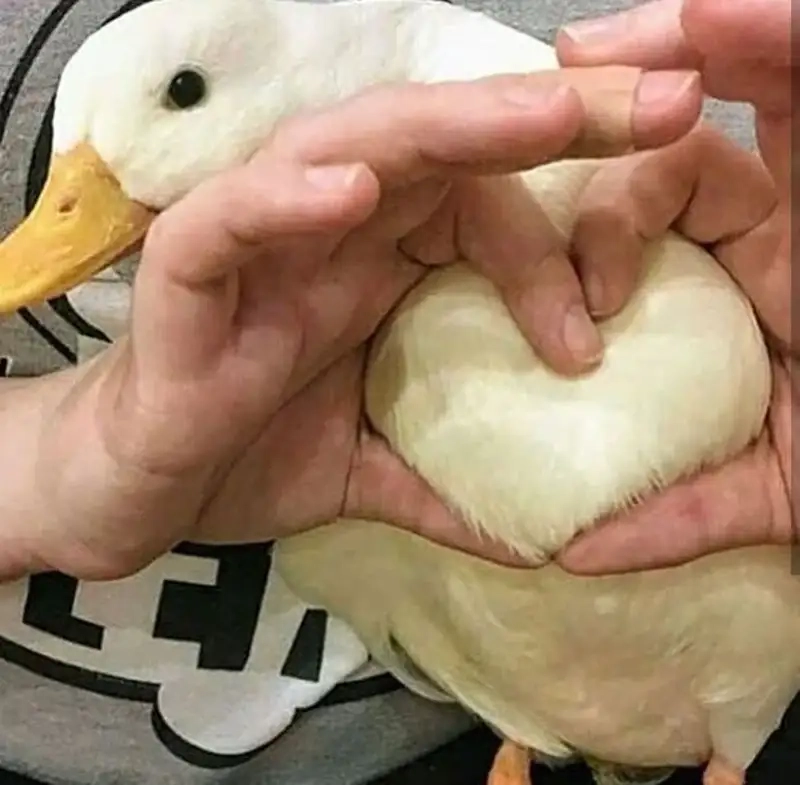 Cười mệt với vịt donald meme siêu bựa