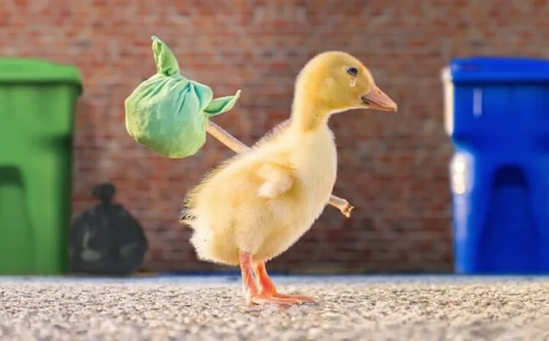 Bộ ảnh duck vịt meme đang khiến cư dân mạng bấn loạn