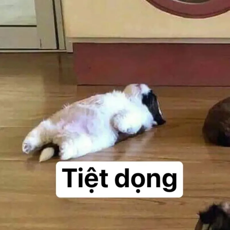 Dân mạng phát sốt với avatar mèo vô tri meme siêu hài siêu hot