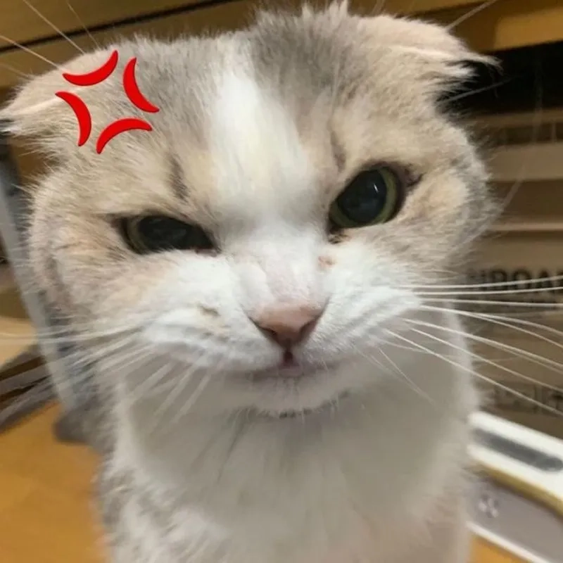 Cười nghiêng ngả với loạt meme mèo vô tri cực độc