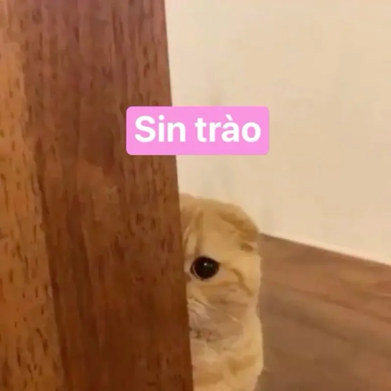 Combo cảm xúc đến từ meme avatar vô tri mèo