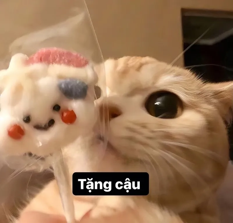 Tổng hợp ảnh meme avatar vô tri mèo cực chất
