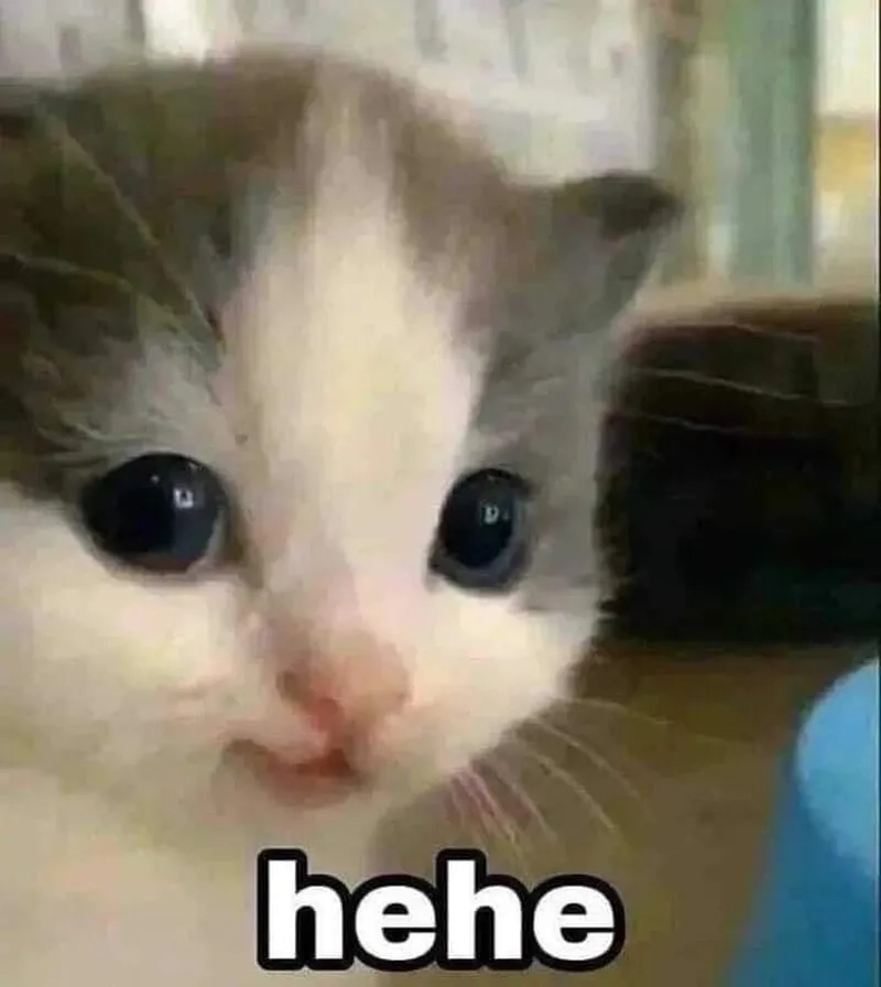 Loạt vô tri meme mèo gây bão mạng xã hội