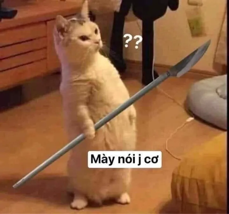 Không thể ngó lơ ảnh meme mèo vô tri đang hot