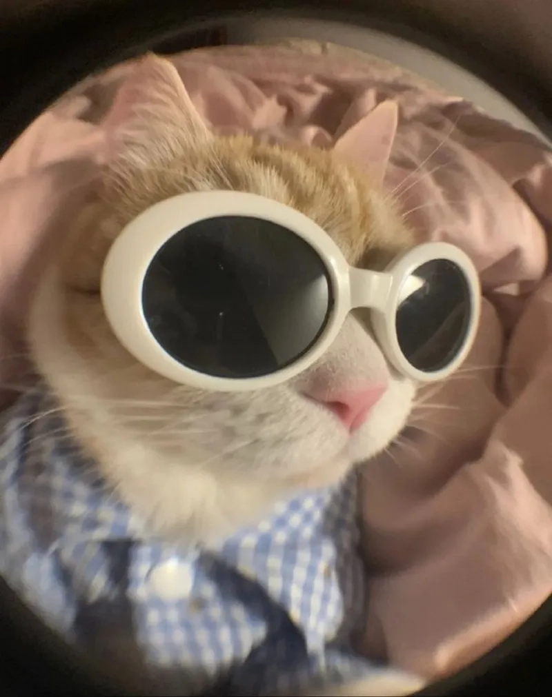 Dân mạng phát cuồng vì ảnh mèo vô tri meme