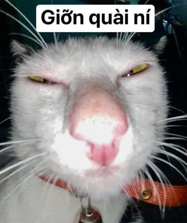 Cười té ghế với meme meme avatar vô tri mèo siêu dị