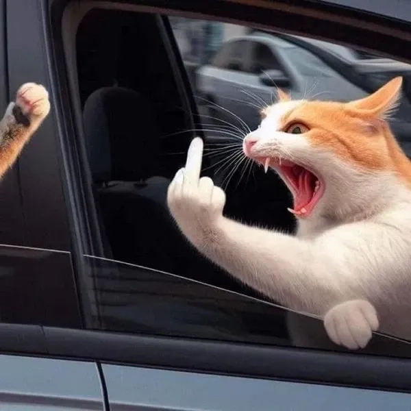 Tải ngay avatar vô tri meme mèo siêu dễ thương