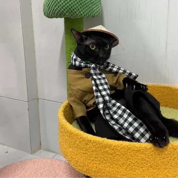 Fan không thể bỏ qua meme cute ảnh mèo vô tri siêu hài