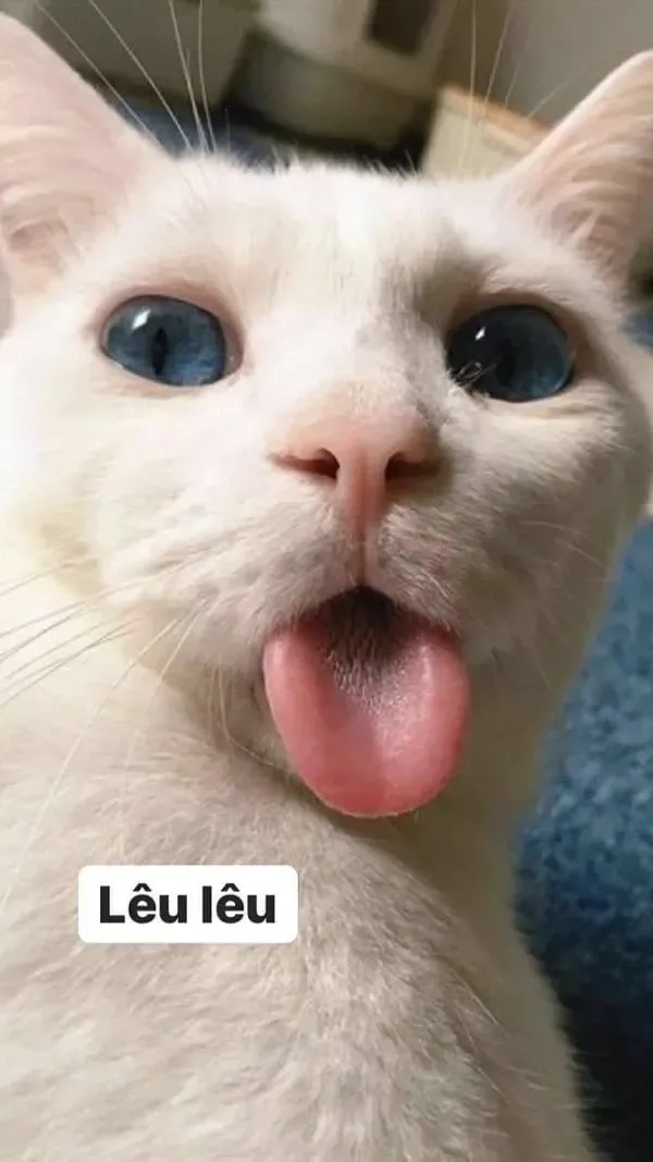 Siêu phẩm dễ thương từ avatar mèo meme vô tri