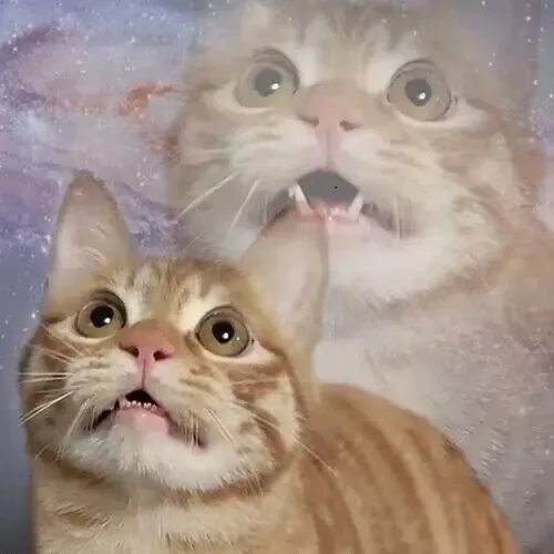 Bộ sưu tập vô tri mèo meme khiến ai cũng mê