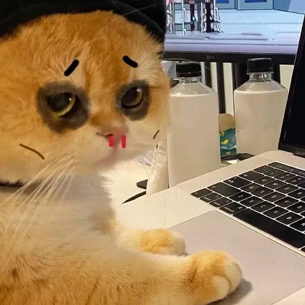 Cập nhật ngay hình ảnh meme avatar vô tri mèo hot nhất