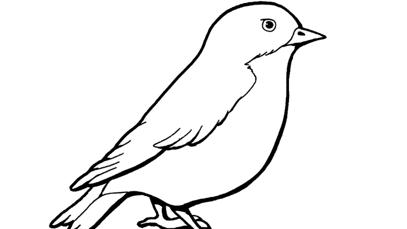 Giúp bé học vẽ qua tô màu con chim