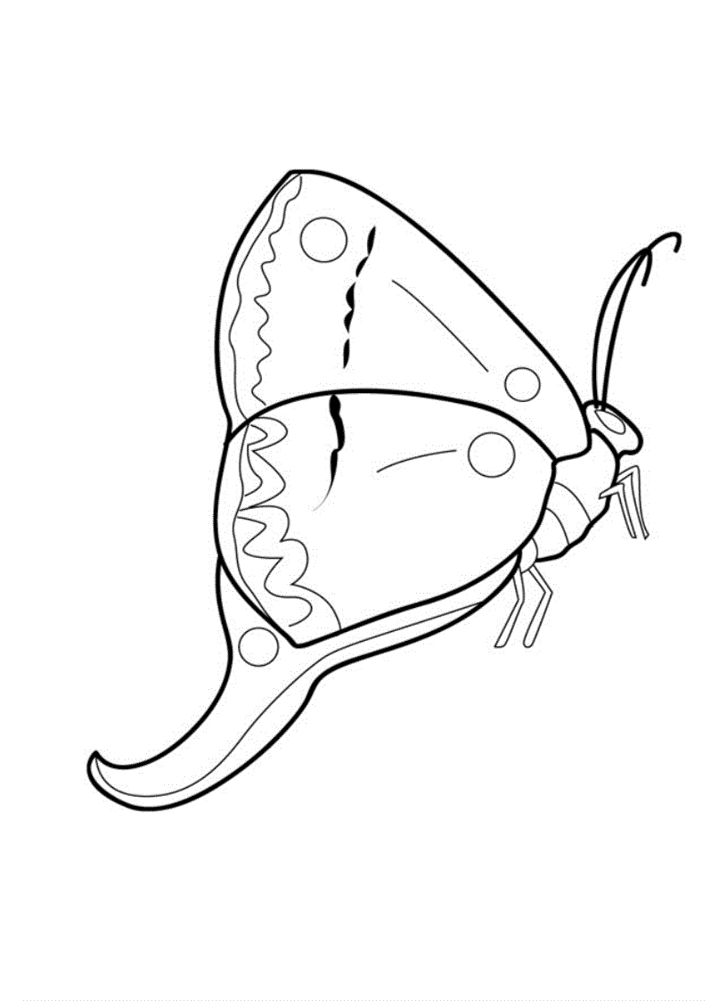 Gợi ý cách tô màu con bướm đơn giản nhất