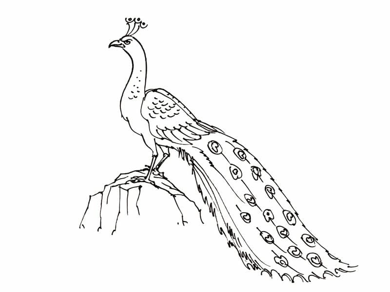 Bé tập sáng tạo với cách tô màu con công