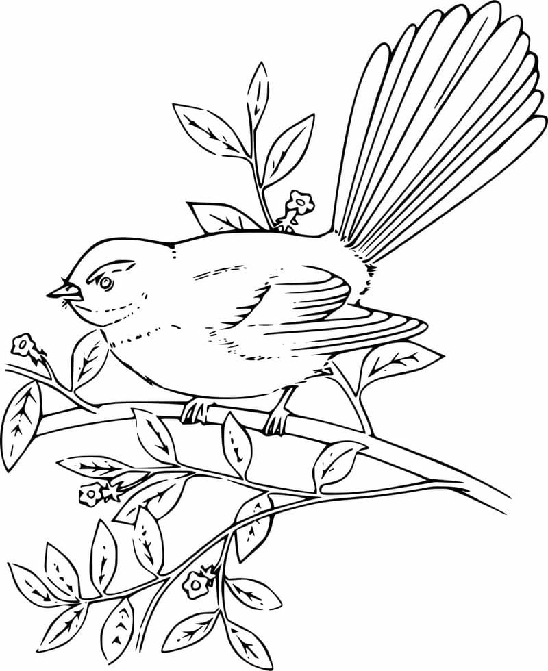 Tải ngay tranh tô màu con chim từ bộ sưu tập hình ảnh con chim tô màu