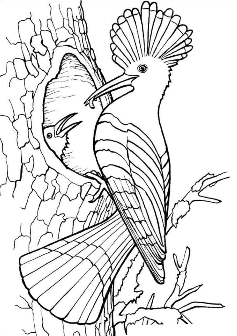 Tổng hợp bộ sưu tập tranh tô màu con chim đa dạng từ tranh tô màu chim