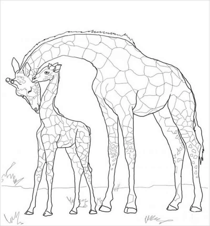Tải ngay bộ hình tô màu con hươu cao cổ