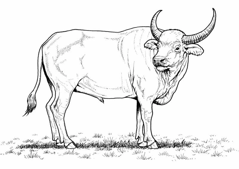 Bé tập vẽ con trâu tô màu cực đơn giản
