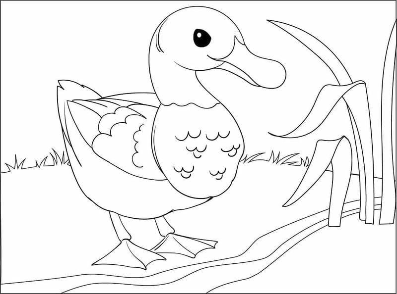 Mẫu tranh đơn giản con vit tô màu cho bé