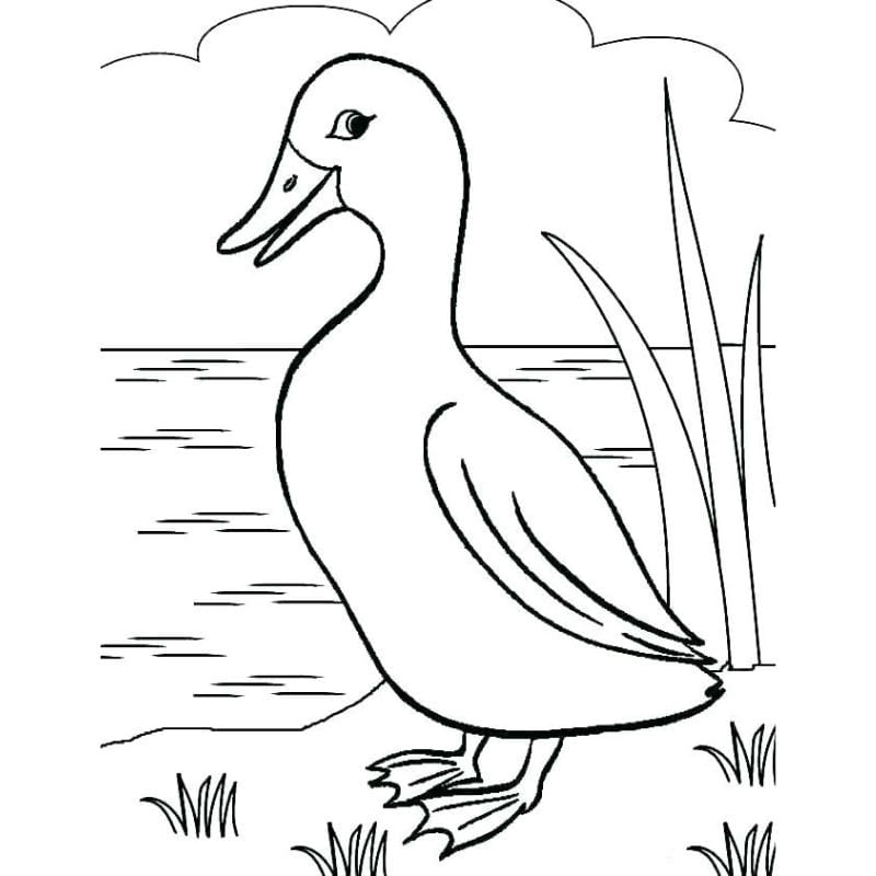 Cùng bé trải nghiệm hình con vịt tô màu