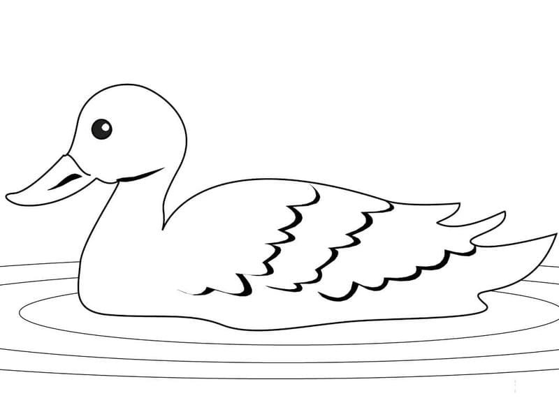 Tô màu sáng tạo với hình tô màu con vịt