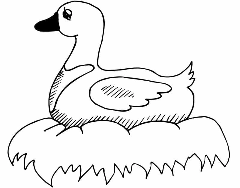 Bé tập tô cùng tranh tô màu con gà con vịt