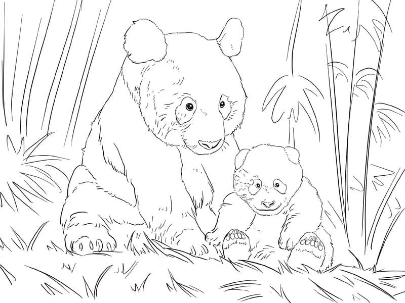 Bộ ảnh cho bé tô màu con gấu siêu xinh