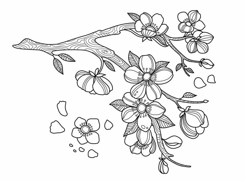 Học về tết qua tranh tô màu hoa đào có cành đào xinh