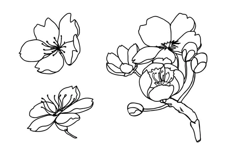 Hòa sắc tết trong tranh tô màu hoa đào phối hoa mai