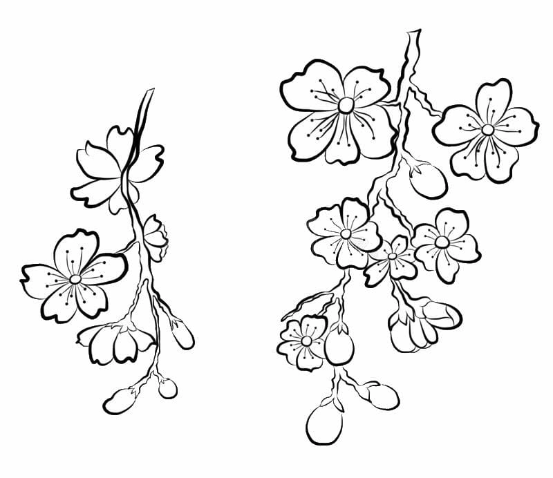 Cây đào rực rỡ qua tranh tô màu hoa đào cho bé khám phá