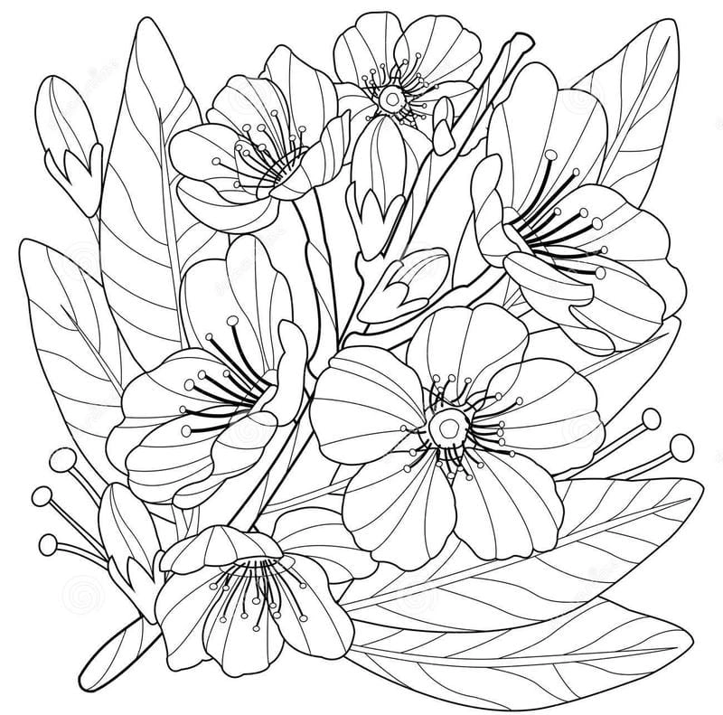 Khám phá mùa xuân với tranh tô màu hoa đào có cây đào