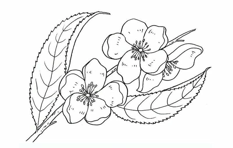 Khám phá tranh tô màu hoa đào ngày tết sinh động và dễ thương