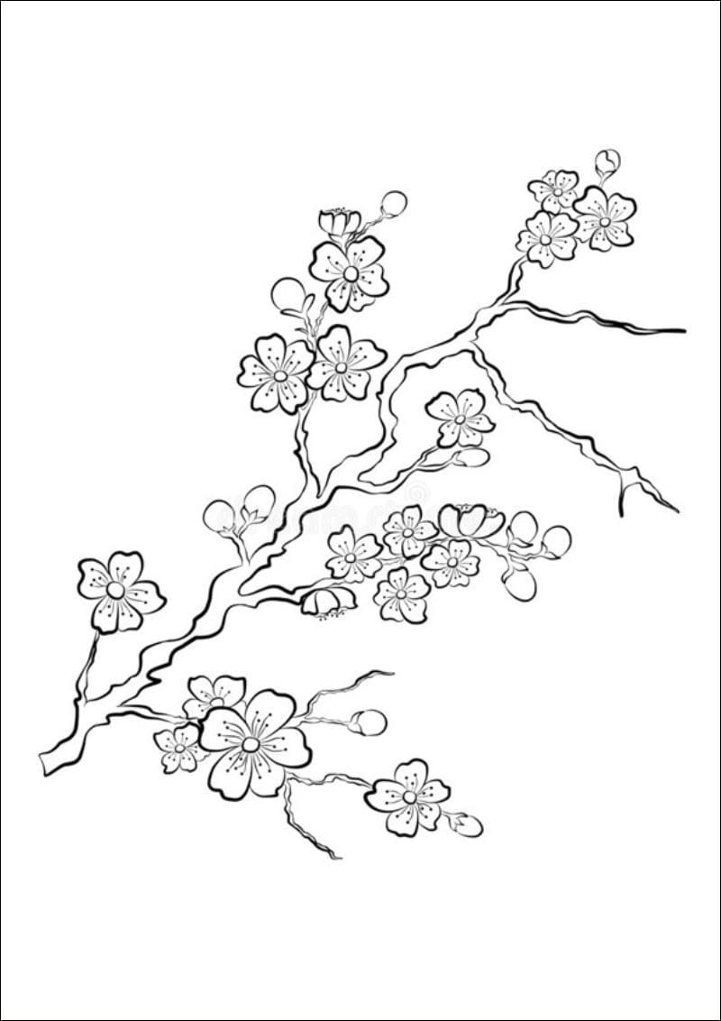Giáo án mầm non tranh tô màu hoa đào hấp dẫn cho bé học
