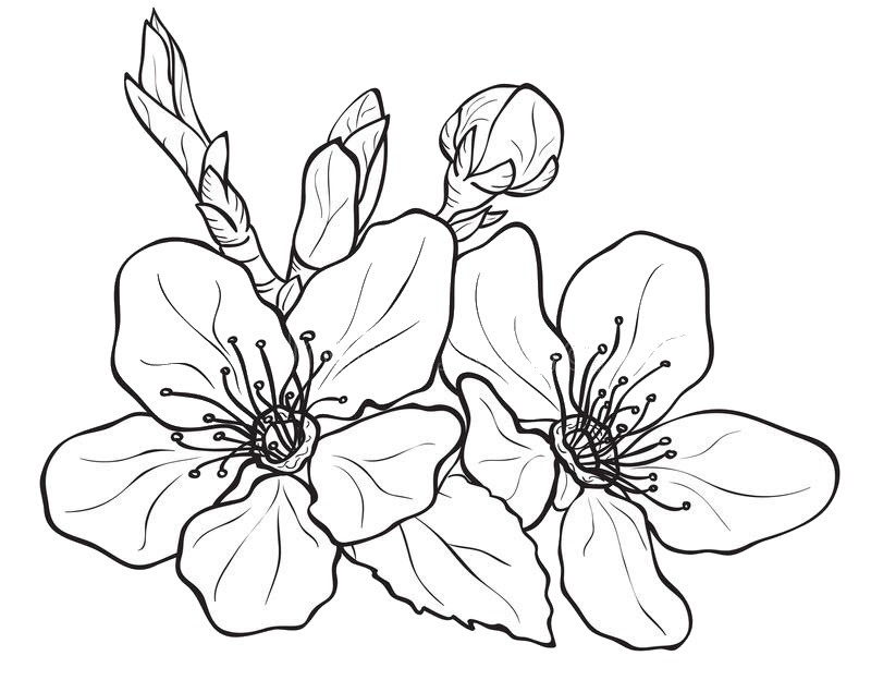 Đón tết rộn ràng với tranh tô màu hoa đào đẹp mắt