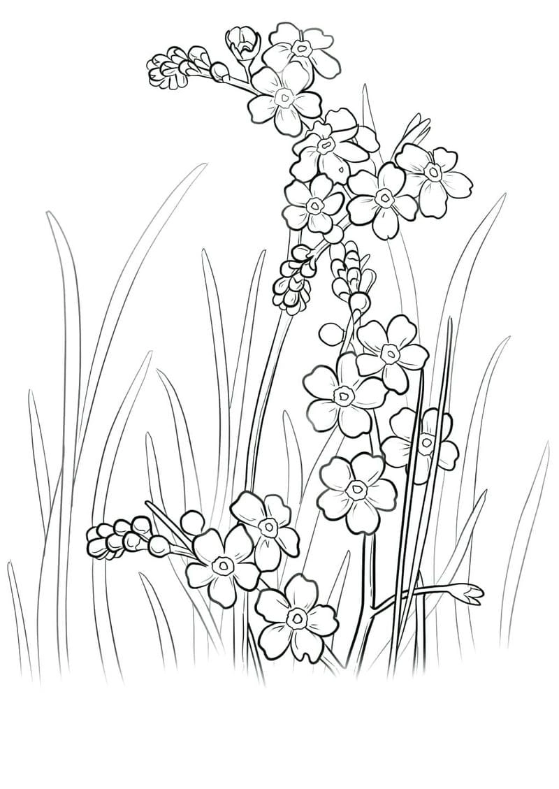 Nét xuân trong hoa mai tô màu cho bé