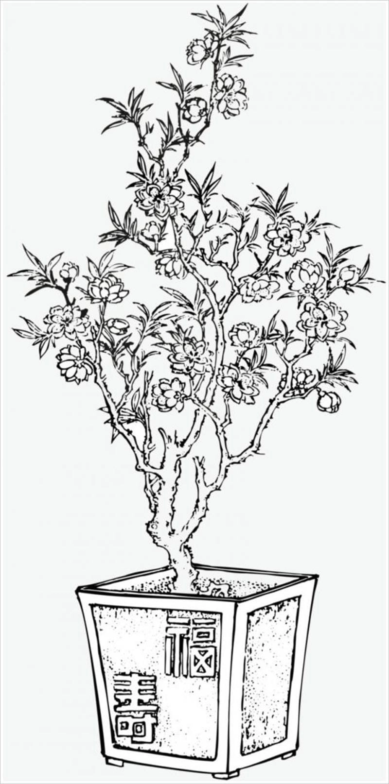 Cha mẹ chọn hình ảnh hoa mai cho trẻ tô màu