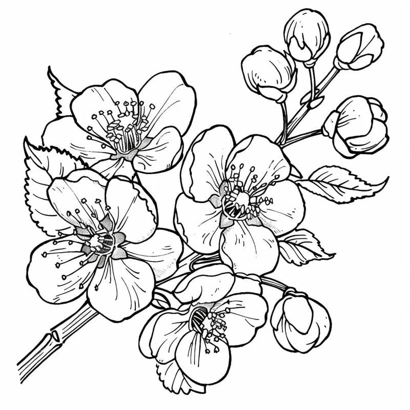 Bé yêu thích 5 cánh tranh tô màu hoa mai dễ thương