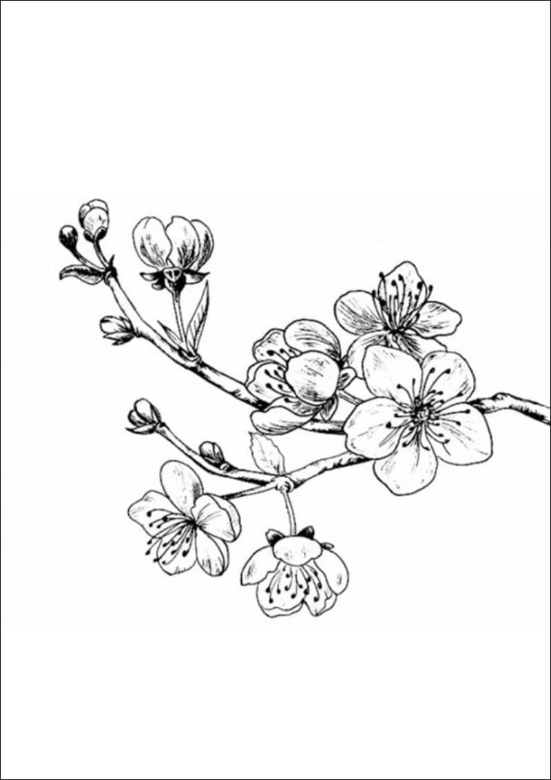 Khám phá tết với hình tô màu hoa mai độc đáo
