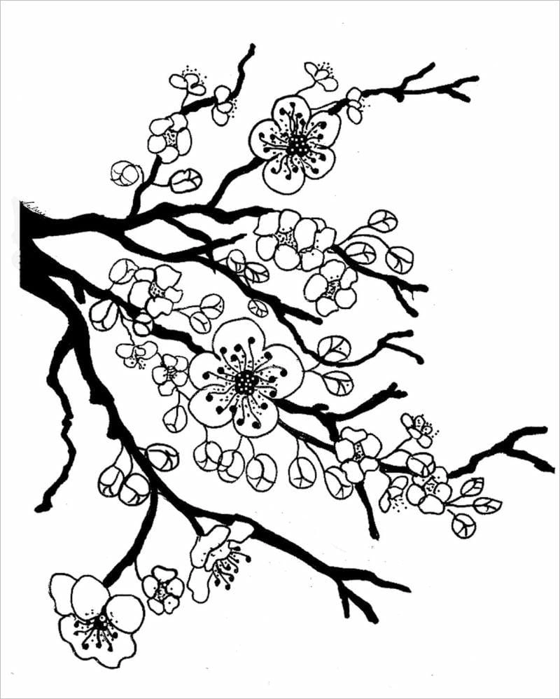 Bé tô rực rỡ tranh tô màu bông hoa mai