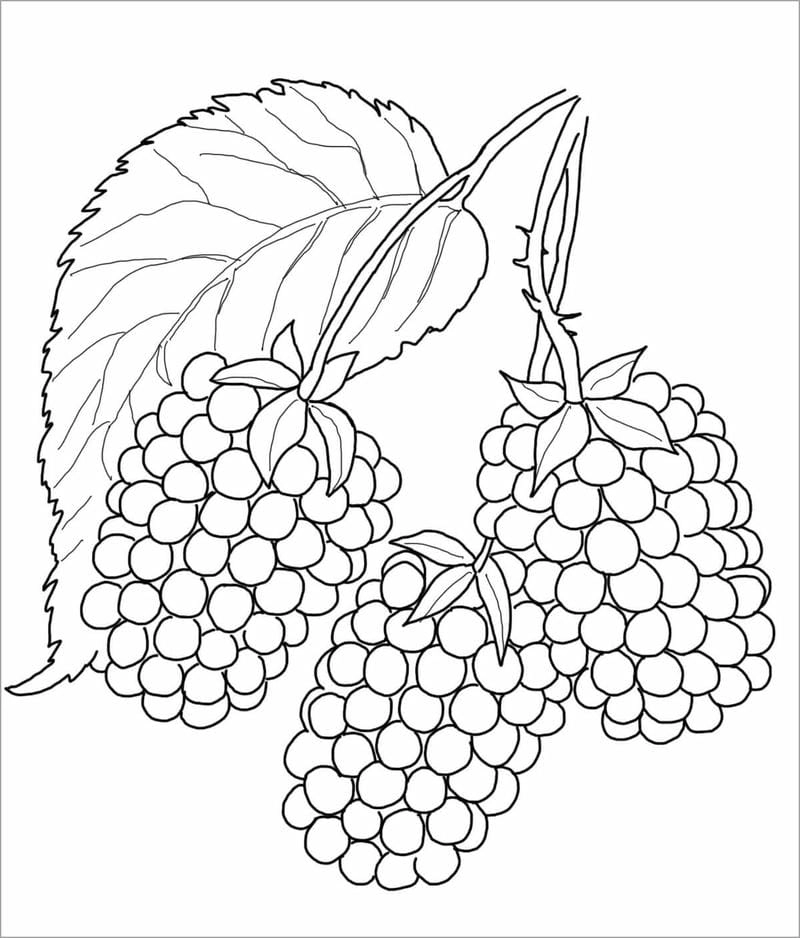 Bé học nhanh với hình tô màu trái cây cho bé