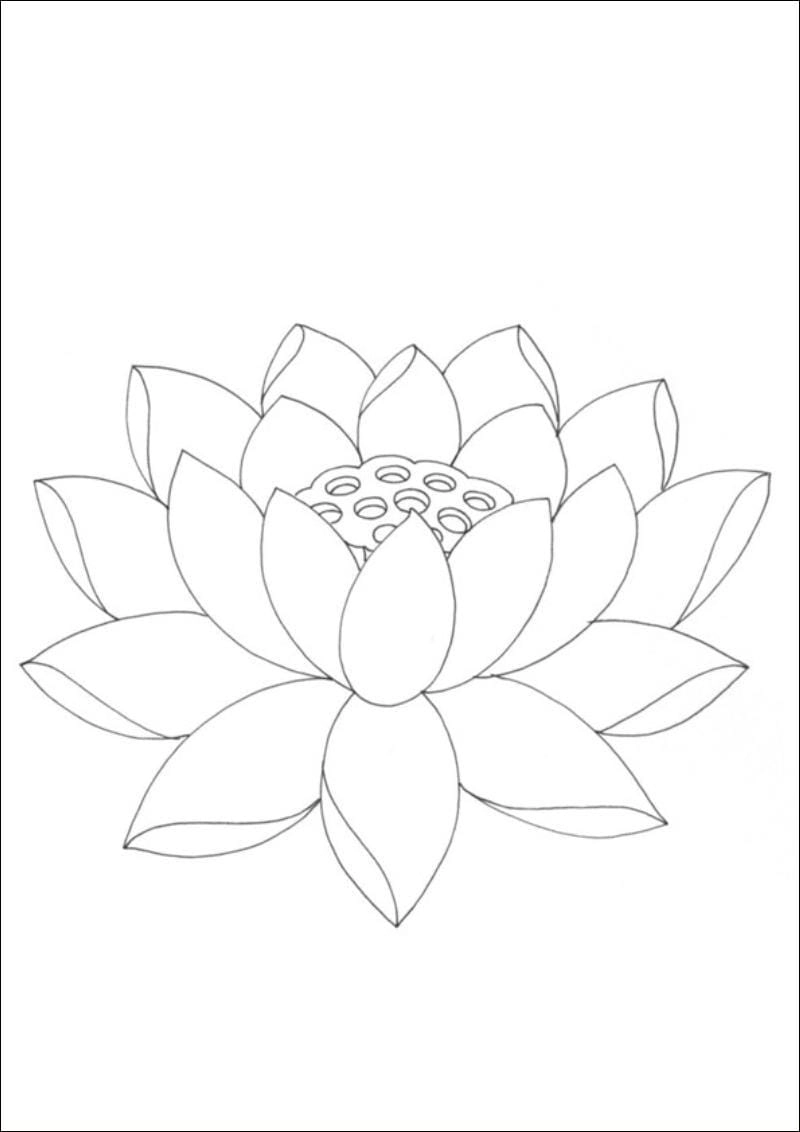 Khám phá tô màu lá sen cùng bé yêu