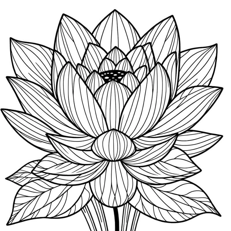 Bộ sưu tập tranh hoa sen màu nước mang nét thanh tịnh