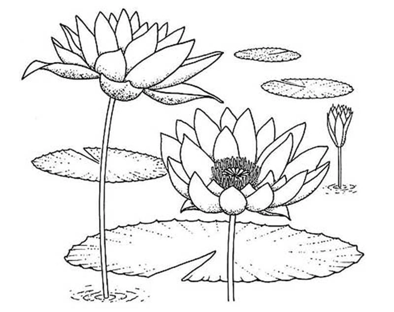 Bé học tô với các mẫu tranh hoa sen tô màu đơn giản dễ thương