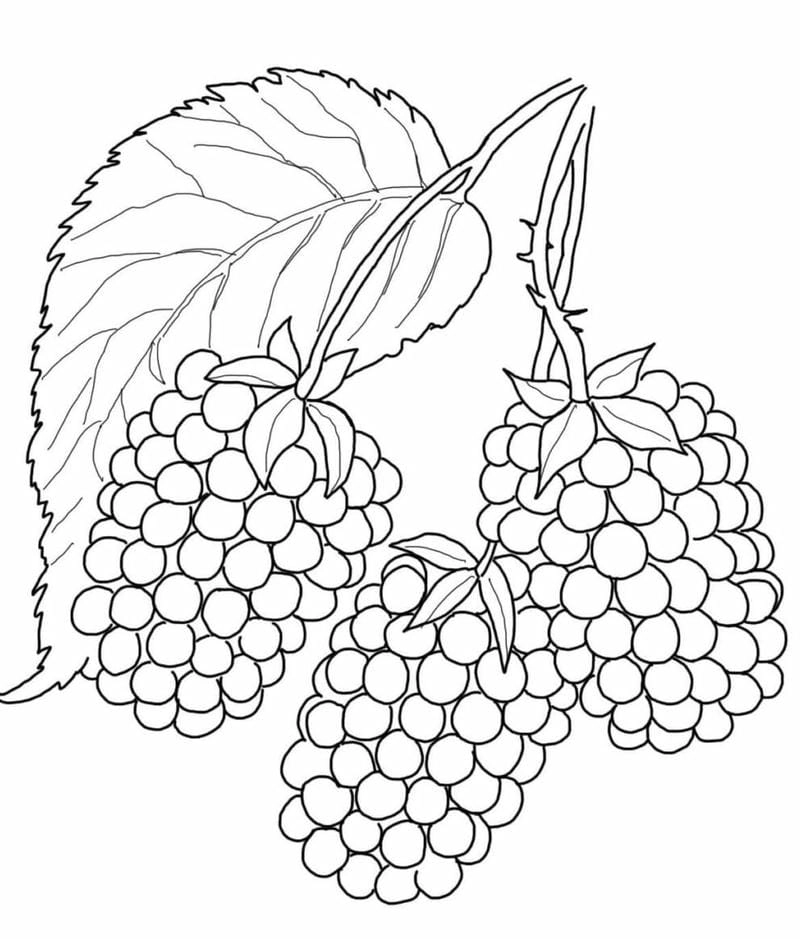 Học vui cùng tranh tô màu rau củ quả giúp bé thích thú với tô màu rau củ