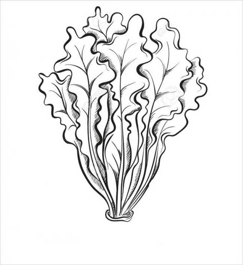 Giúp bé tập tô màu rau củ quả hiệu quả với bộ tranh tô màu rau củ quả đa dạng