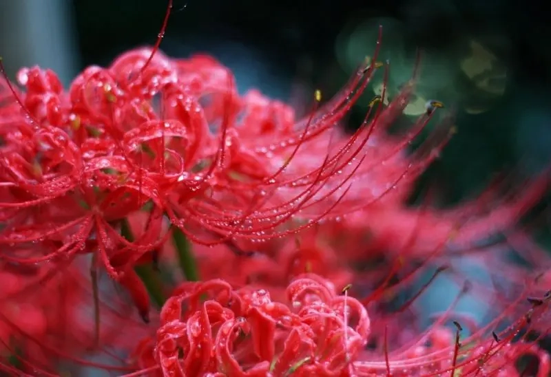 Tải ngay avatar hoa bỉ ngạn nam mạnh mẽ pha chút huyền ảo