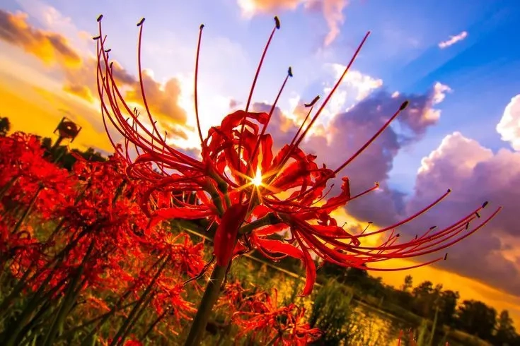 Ngọt ngào cùng avatar chibi hoa bỉ ngạn đáng yêu và tinh tế