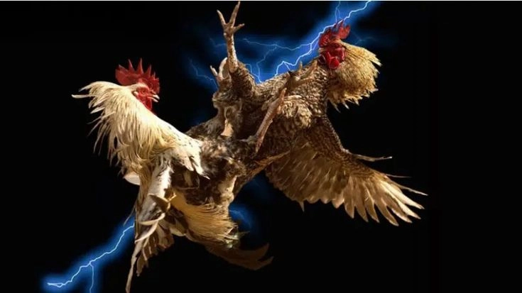  Đá gà Meron tại Daga – Cách đọc kèo chuẩn như cao thủ 